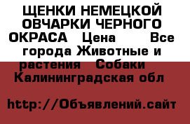 ЩЕНКИ НЕМЕЦКОЙ ОВЧАРКИ ЧЕРНОГО ОКРАСА › Цена ­ 1 - Все города Животные и растения » Собаки   . Калининградская обл.